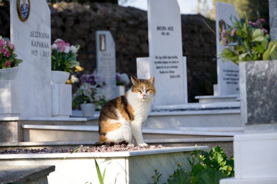 小さな町の人々を魅了した「教会猫」　大好きだった牧師とともに教区で眠る　米国