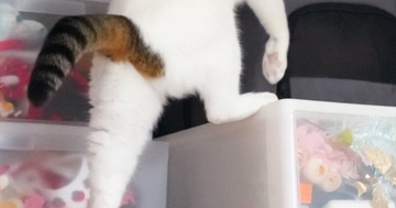 押し入れの中に『こっそり侵入しようとしていた猫』→『登り方』が……衝撃的な光景に３万いいね「正体バレちゃうｗ」「よっこいしょｗ」