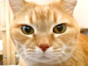 早朝に目を覚ましたネコ→飼い主を起こそうとして…『熱烈な目覚まし』が最高すぎると反響「ゴロゴロ音めっちゃ好き」「ドアップ最高」