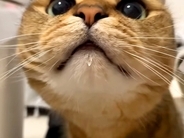 オヤツを食べてご機嫌な猫→ママがお口を拭いてあげようとしたら…『想定外の攻防戦』に「必死で拒否するのかわいい」「一瞬も目が離せない」の声