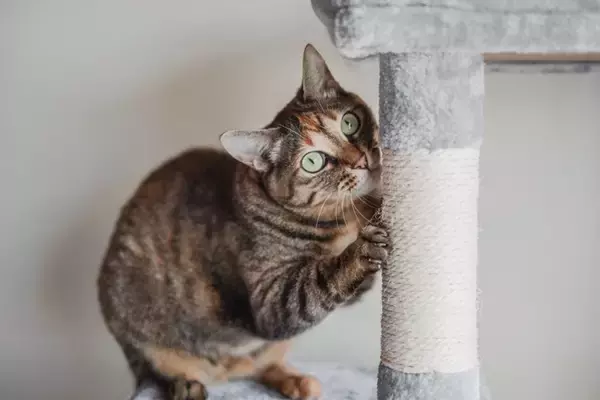 慎重に選びたい『大型・高額な猫グッズ』4選　ありがちな失敗パターンと後悔しない選び方
