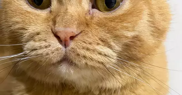 飼い主を『じっと見つめる猫』→おててを見ると……キュンとくる『優しさあふれる光景』に３万いいね「私もされたい」「ほっこりした」