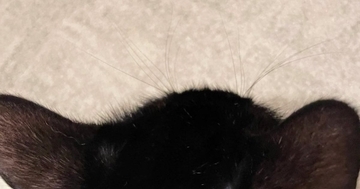愛猫の頭に『ハゲ』を発見→病院に行った結果…獣医から告げられた『驚きの診断結果』に４万いいね「知らなかった」「何回聞いても可愛い」