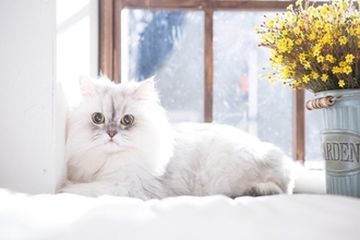 猫の『純血種』についての知識3つ　世界に存在する種類数や認定されるための条件もご紹介