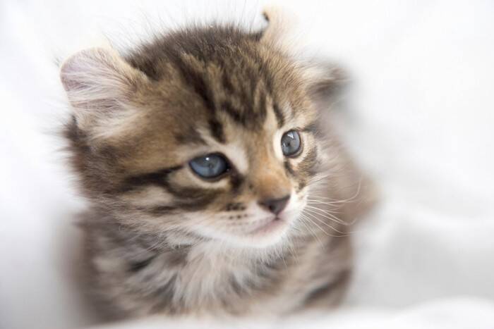 猫の『純血種』についての知識3つ　世界に存在する種類数や認定されるための条件もご紹介