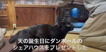 ダンボールハウスを使ってくれなかった猫→"オプション"をつけてみたら…涙を誘う『感動の展開』が16万再生「名作だ」「胸が熱くなる」