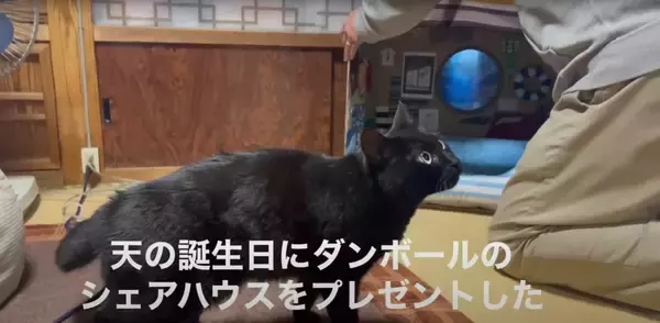 ダンボールハウスを使ってくれなかった猫→"オプション"をつけてみたら…涙を誘う『感動の展開』が16万再生「名作だ」「胸が熱くなる」