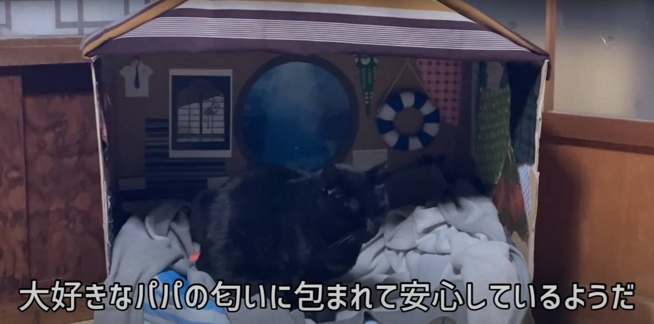 ダンボールハウスを使ってくれなかった猫→"オプション"をつけてみたら…涙を誘う『感動の展開』が16万再生「名作だ」「胸が熱くなる」