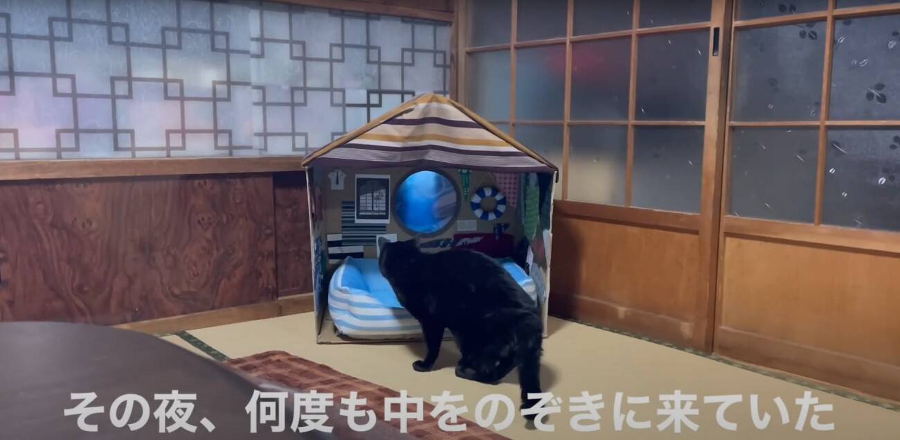 ダンボールハウスを使ってくれなかった猫→"オプション"をつけてみたら…涙を誘う『感動の展開』が16万再生「名作だ」「胸が熱くなる」