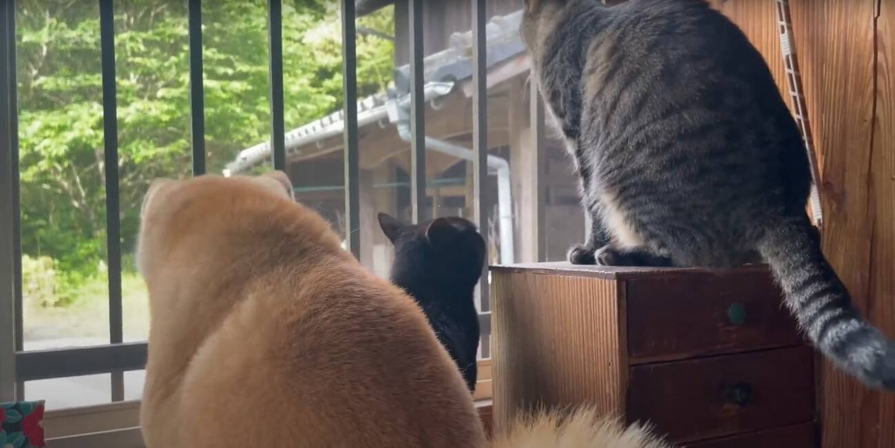 ダンボールハウスを使ってくれなかった猫→"オプション"をつけてみたら…涙を誘う『感動の展開』が16万再生「名作だ」「胸が熱くなる」