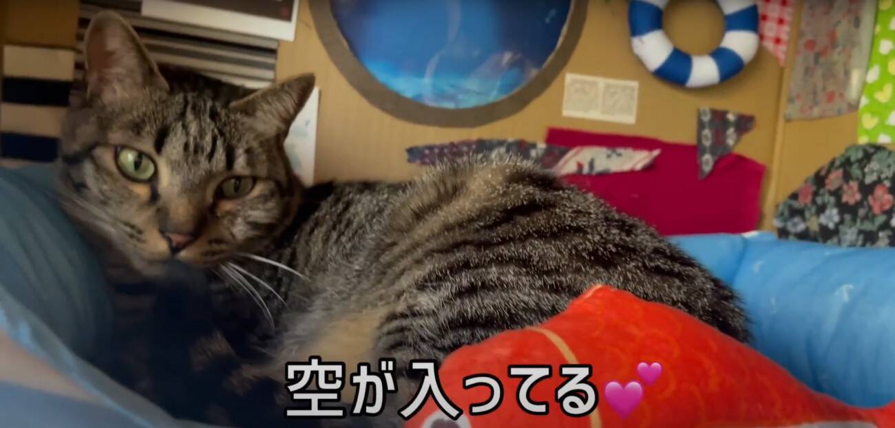 ダンボールハウスを使ってくれなかった猫→"オプション"をつけてみたら…涙を誘う『感動の展開』が16万再生「名作だ」「胸が熱くなる」