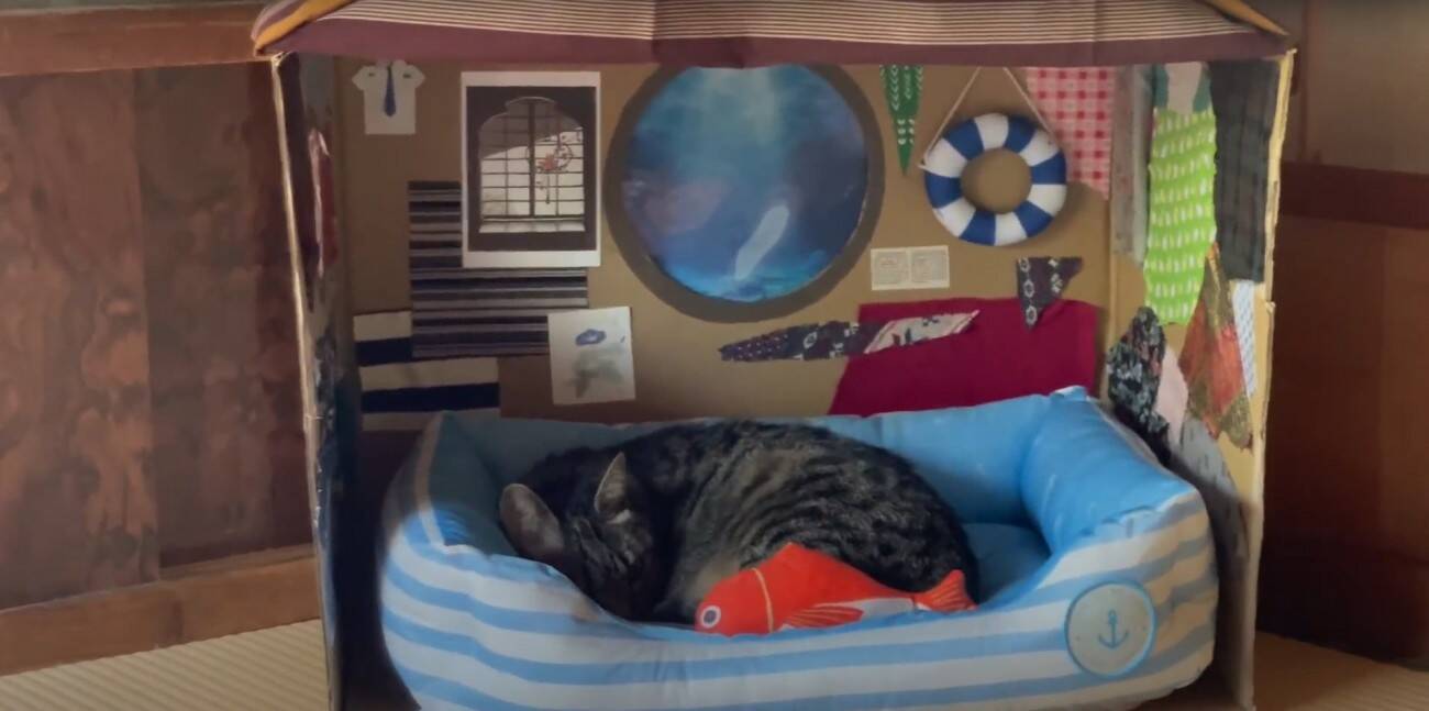 ダンボールハウスを使ってくれなかった猫→"オプション"をつけてみたら…涙を誘う『感動の展開』が16万再生「名作だ」「胸が熱くなる」