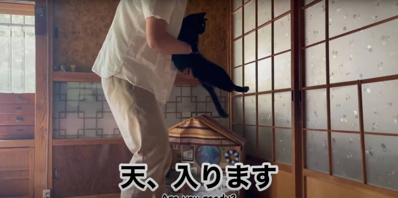 ダンボールハウスを使ってくれなかった猫→"オプション"をつけてみたら…涙を誘う『感動の展開』が16万再生「名作だ」「胸が熱くなる」