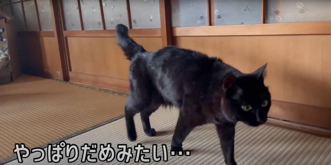 ダンボールハウスを使ってくれなかった猫→"オプション"をつけてみたら…涙を誘う『感動の展開』が16万再生「名作だ」「胸が熱くなる」