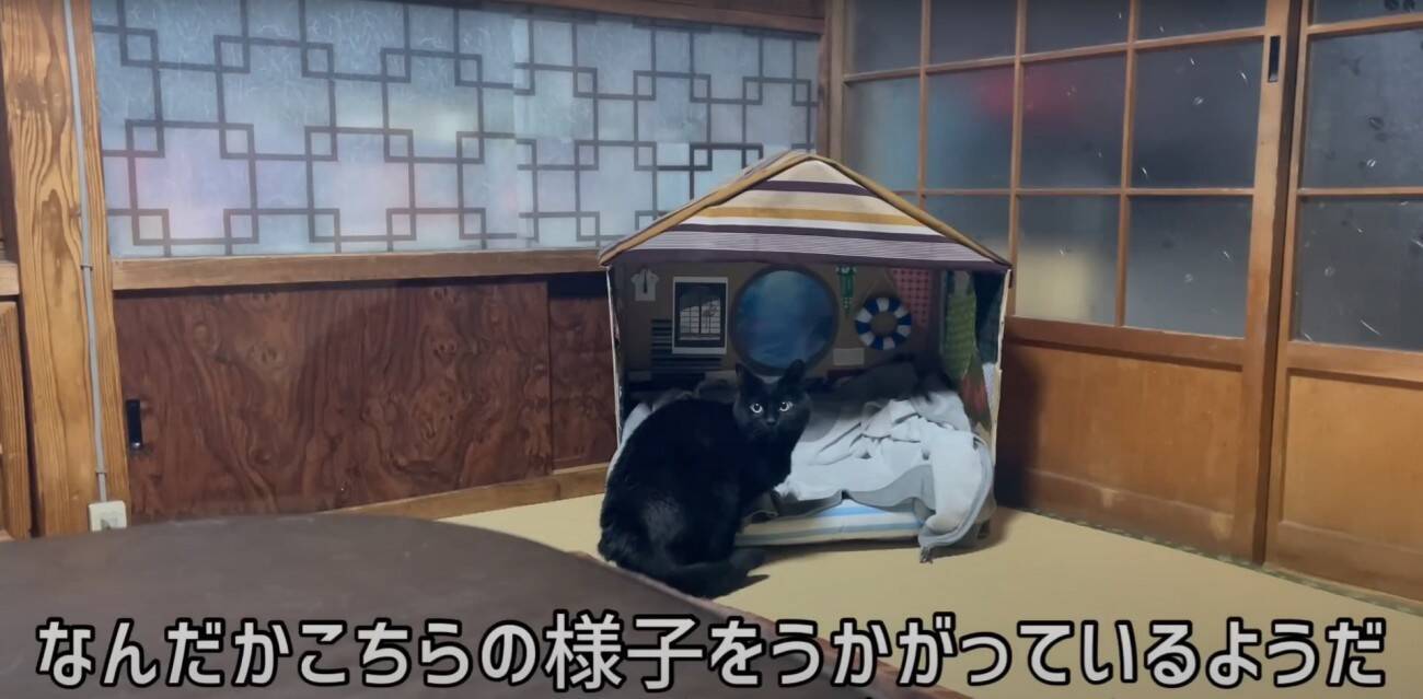 ダンボールハウスを使ってくれなかった猫→"オプション"をつけてみたら…涙を誘う『感動の展開』が16万再生「名作だ」「胸が熱くなる」