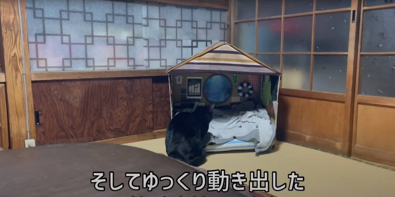ダンボールハウスを使ってくれなかった猫→"オプション"をつけてみたら…涙を誘う『感動の展開』が16万再生「名作だ」「胸が熱くなる」