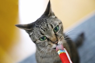 猫が心待ちにしている『楽しみな時間』6選　愛おしくなる愛猫の心理から接し方のポイントまで