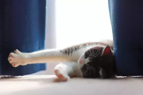 猫が『居心地よく暮らせる家』に必要な条件7つ　快適に過ごしてもらえる環境づくりのコツとは