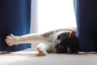 猫が『居心地よく暮らせる家』に必要な条件7つ　快適に過ごしてもらえる環境づくりのコツとは