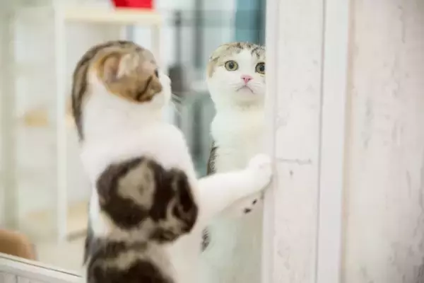 猫が『鏡に映った自分』を見たときの心理5つ　どんな存在だと思っているの？