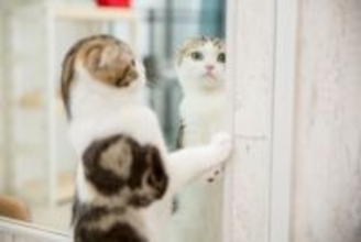 猫が『鏡に映った自分』を見たときの心理5つ　どんな存在だと思っているの？