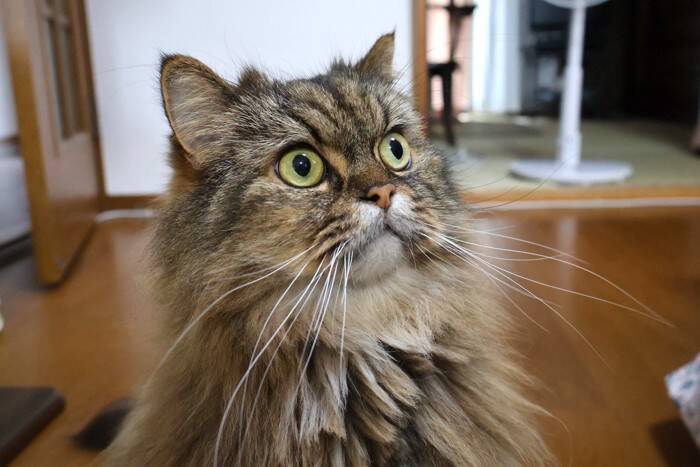 猫が『鏡に映った自分』を見たときの心理5つ　どんな存在だと思っているの？