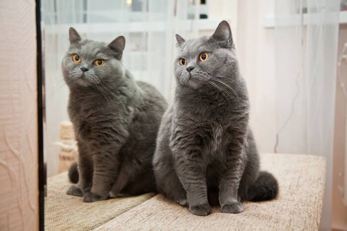 猫が『鏡に映った自分』を見たときの心理5つ　どんな存在だと思っているの？