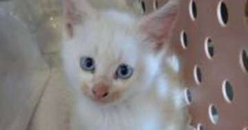 拾われたときは『とても小さかった子猫』→すくすくと成長して…半年後の『可愛すぎる光景』が150万表示「リアルカリン様」「茶色は？ｗ」