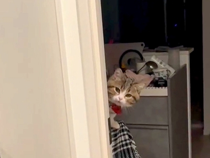 10分だけ帰宅が遅くなってしまった結果→出迎えてくれたネコが…普段との『対応の違い』が53万再生「かなりご立腹」「心配なのかな」と反響