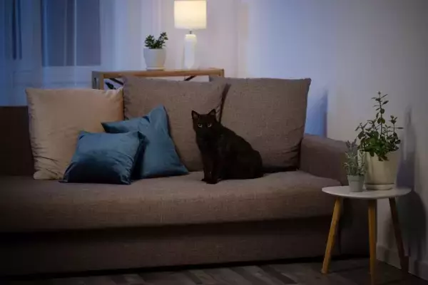 猫は『夜行性』じゃないって本当？活動リズムの秘密3つ　夜に騒ぐときの理由や上手な対処法も