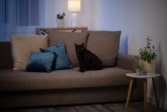 猫は『夜行性』じゃないって本当？活動リズムの秘密3つ　夜に騒ぐときの理由や上手な対処法も