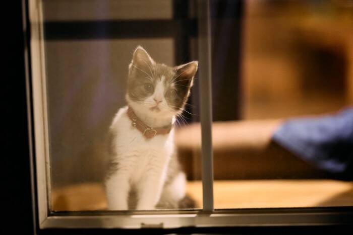 猫は『夜行性』じゃないって本当？活動リズムの秘密3つ　夜に騒ぐときの理由や上手な対処法も