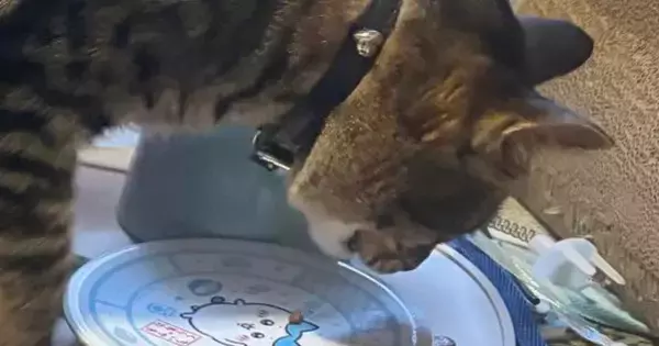 『おやつを食べている2匹の猫』を見たら…あまりにも食べづらそうな『まさかの状況』に「ニュースタイルｗ」「気にしてなさそうｗ」と爆笑の声