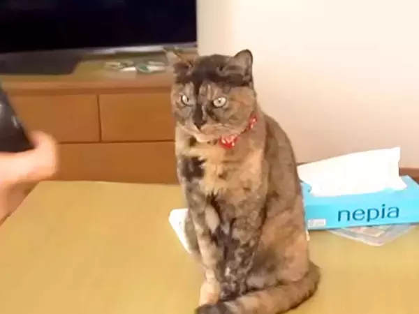 ２匹の元保護猫と暮らす夫婦→１日の様子を見てみると…幸せすぎる『穏やかな時間が流れる光景』に「健気」「めちゃくちゃ癒された」と反響