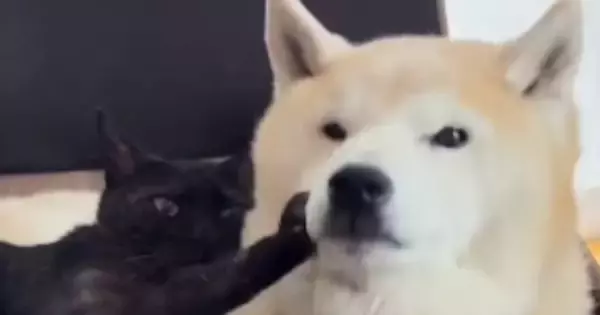 くっついて寝ていた『黒猫と柴犬』→柴犬が離れようとした結果…まさかの光景が64万再生「呆れてもうてるｗ」「愛が重いｗ」と爆笑の声
