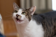 猫の『分離不安症』が疑われる症状7つ　放置すべきでない理由や飼い主が取るべき対処法