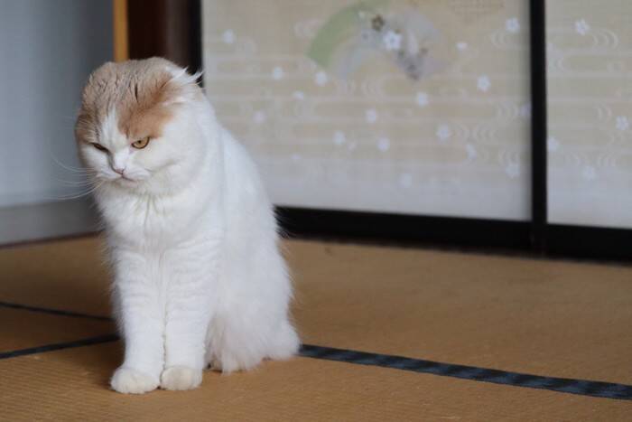 猫の『分離不安症』が疑われる症状7つ　放置すべきでない理由や飼い主が取るべき対処法