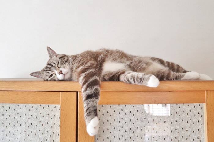 猫の『分離不安症』が疑われる症状7つ　放置すべきでない理由や飼い主が取るべき対処法