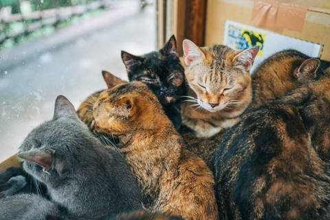 猫が固まって『猫団子』ができる理由3選　身を寄せ合って過ごす意味や目的とは