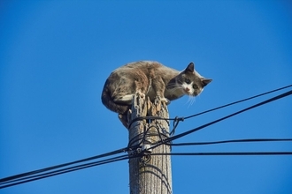 「助けてニャー」　高圧線の電柱に登って降りられなくなった飼い猫　夜になってやっと救出される　カナダ