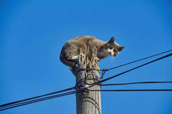「助けてニャー」　高圧線の電柱に登って降りられなくなった飼い猫　夜になってやっと救出される　カナダ