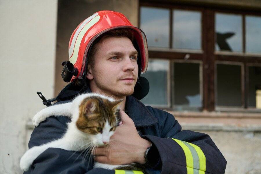 「助けてニャー」　高圧線の電柱に登って降りられなくなった飼い猫　夜になってやっと救出される　カナダ