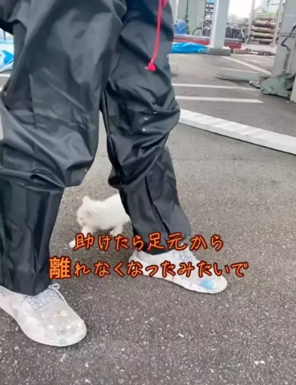 仕事現場で鳴いていた子猫を助けた結果→全然離れなくなって……心温まる『感動のエピソード』が430万再生「天使拾ったのかよ」「素敵」