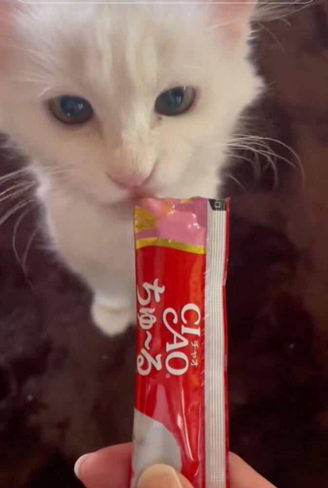 仕事現場で鳴いていた子猫を助けた結果→全然離れなくなって……心温まる『感動のエピソード』が430万再生「天使拾ったのかよ」「素敵」