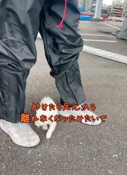 仕事現場で鳴いていた子猫を助けた結果→全然離れなくなって……心温まる『感動のエピソード』が430万再生「天使拾ったのかよ」「素敵」