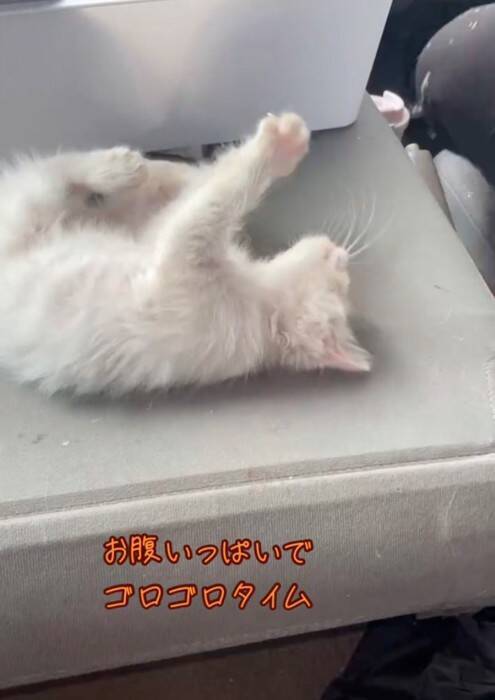 仕事現場で鳴いていた子猫を助けた結果→全然離れなくなって……心温まる『感動のエピソード』が430万再生「天使拾ったのかよ」「素敵」