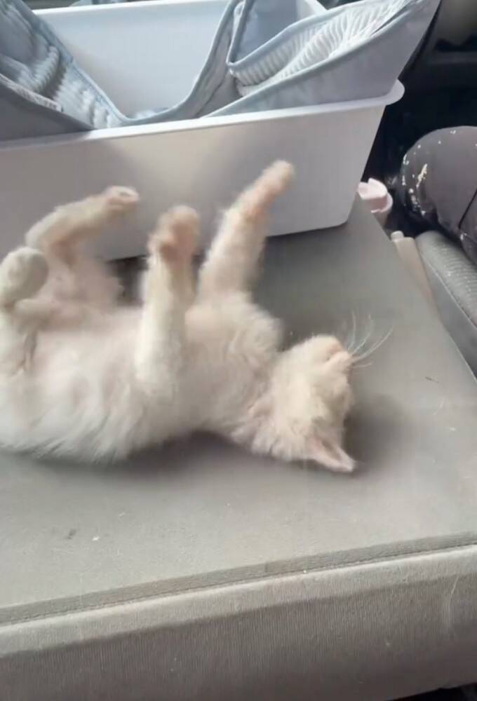 仕事現場で鳴いていた子猫を助けた結果→全然離れなくなって……心温まる『感動のエピソード』が430万再生「天使拾ったのかよ」「素敵」