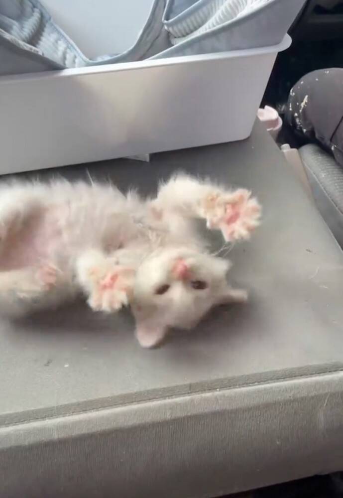 仕事現場で鳴いていた子猫を助けた結果→全然離れなくなって……心温まる『感動のエピソード』が430万再生「天使拾ったのかよ」「素敵」