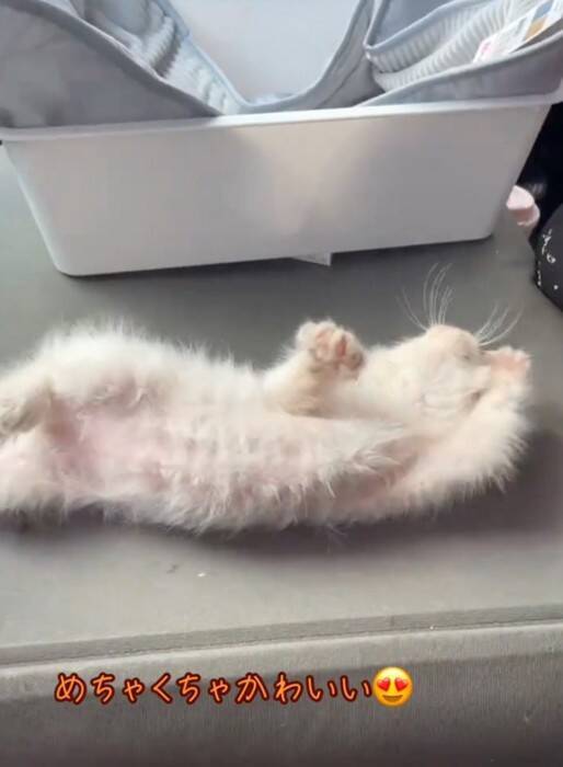 仕事現場で鳴いていた子猫を助けた結果→全然離れなくなって……心温まる『感動のエピソード』が430万再生「天使拾ったのかよ」「素敵」