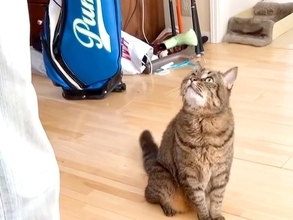 出かけようとするパパに気づいた猫→目の前に座り込んで…あざとすぎる『まさかの妨害行為』が223万再生「愛情表現200満点」「遅刻確定」